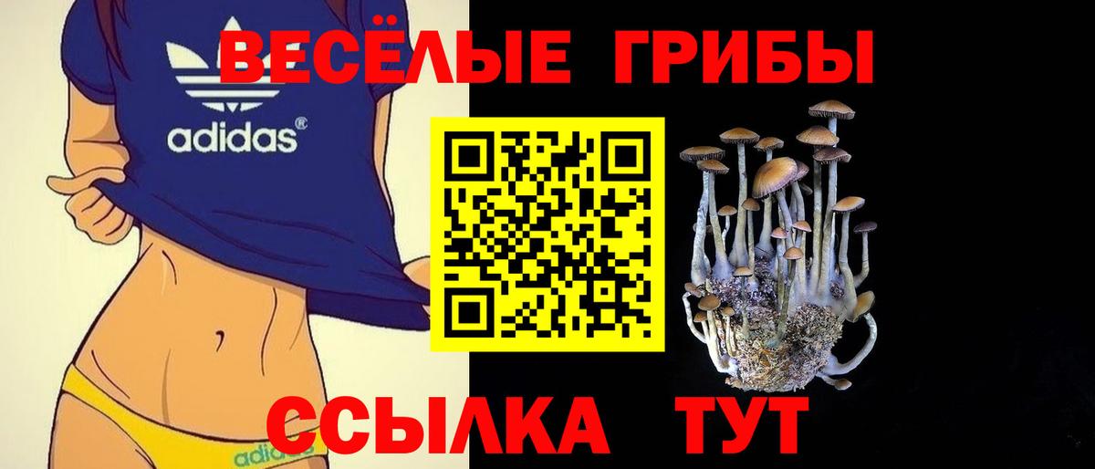 Протвино  цены   Вход с VPN  Псилоцибиновые грибы Psilocybe 